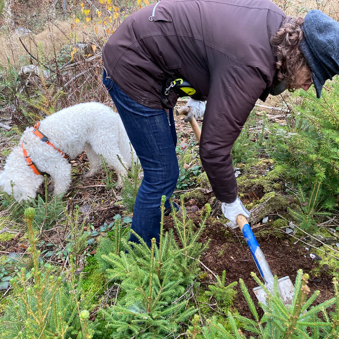 Bäume pflanzen im Zukunftswald des BVMW Rhein-Main